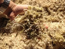 Ensilage Mais Doux